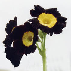 Primula auricula hybrids (9)